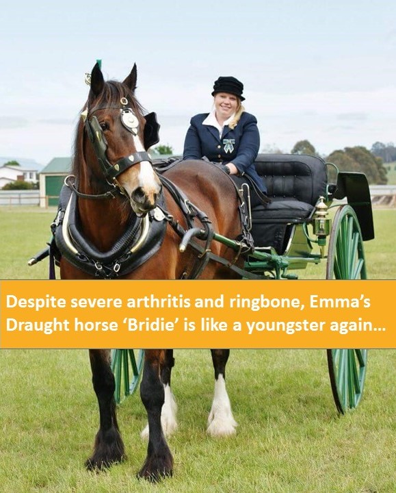Despite severe arthritis and ringbone, Emma’s Draught horse ‘Bridie’ is like a youngster again…