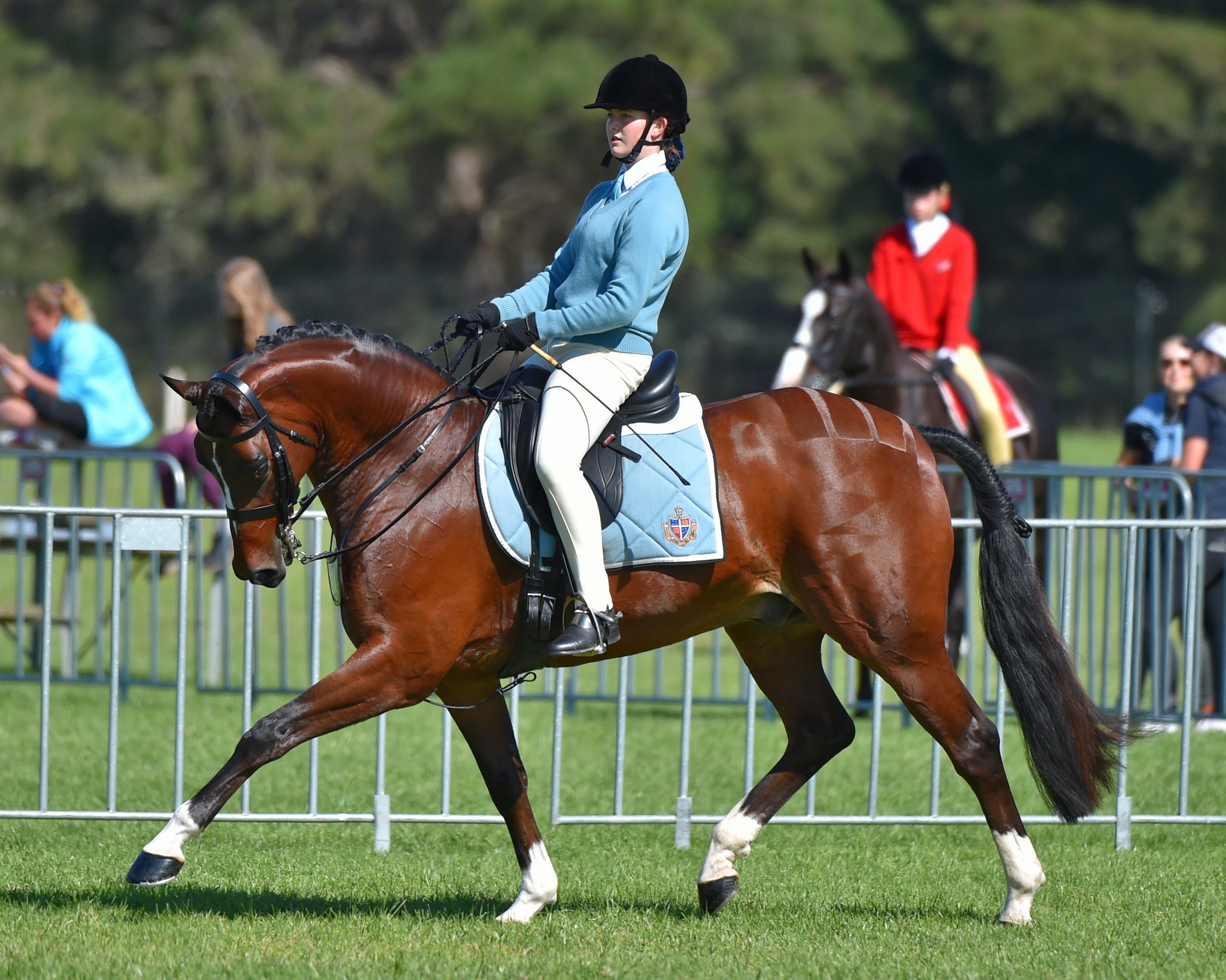 Sasha Tivey puts recently acquired Furst Tyme onto Rose-Hip Vital Equine…