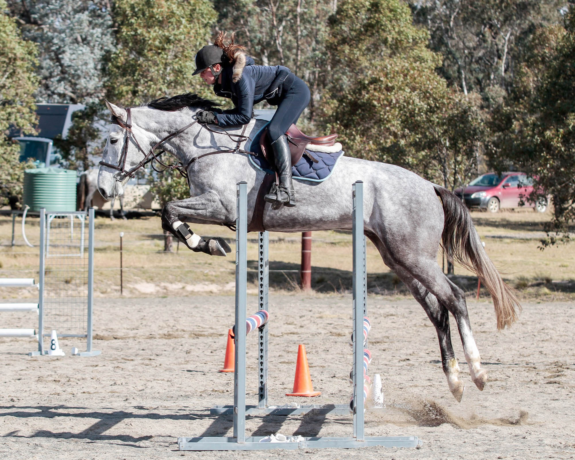 Nervous and touchy warmblood