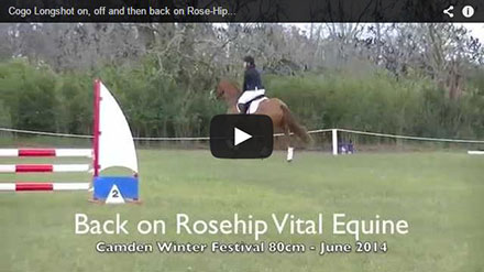 Cogo Longshot on, off and then back on Rose-Hip Vital<sup>®</sup> Equine