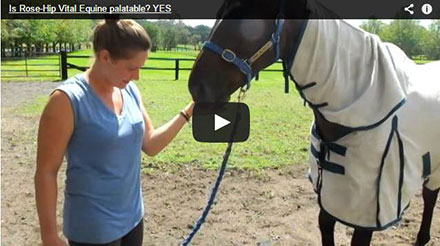 Is Rose-Hip Vital Equine palatable? YES