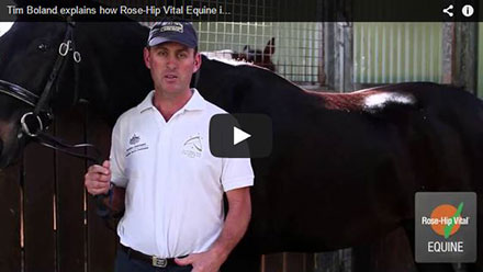 Tim Boland explains how Rose-Hip Vital Equine is helping his horses
